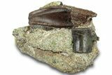 Fossil Hadrosaur (Brachylophosaurus?) Tooth in Rock - Montana #313289-1